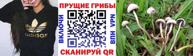 mega вход  Кораблино  Галлюциногенные грибы мицелий 